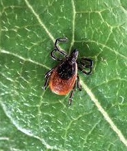 Tick Borne Illness Discussion with Liz Sanderman