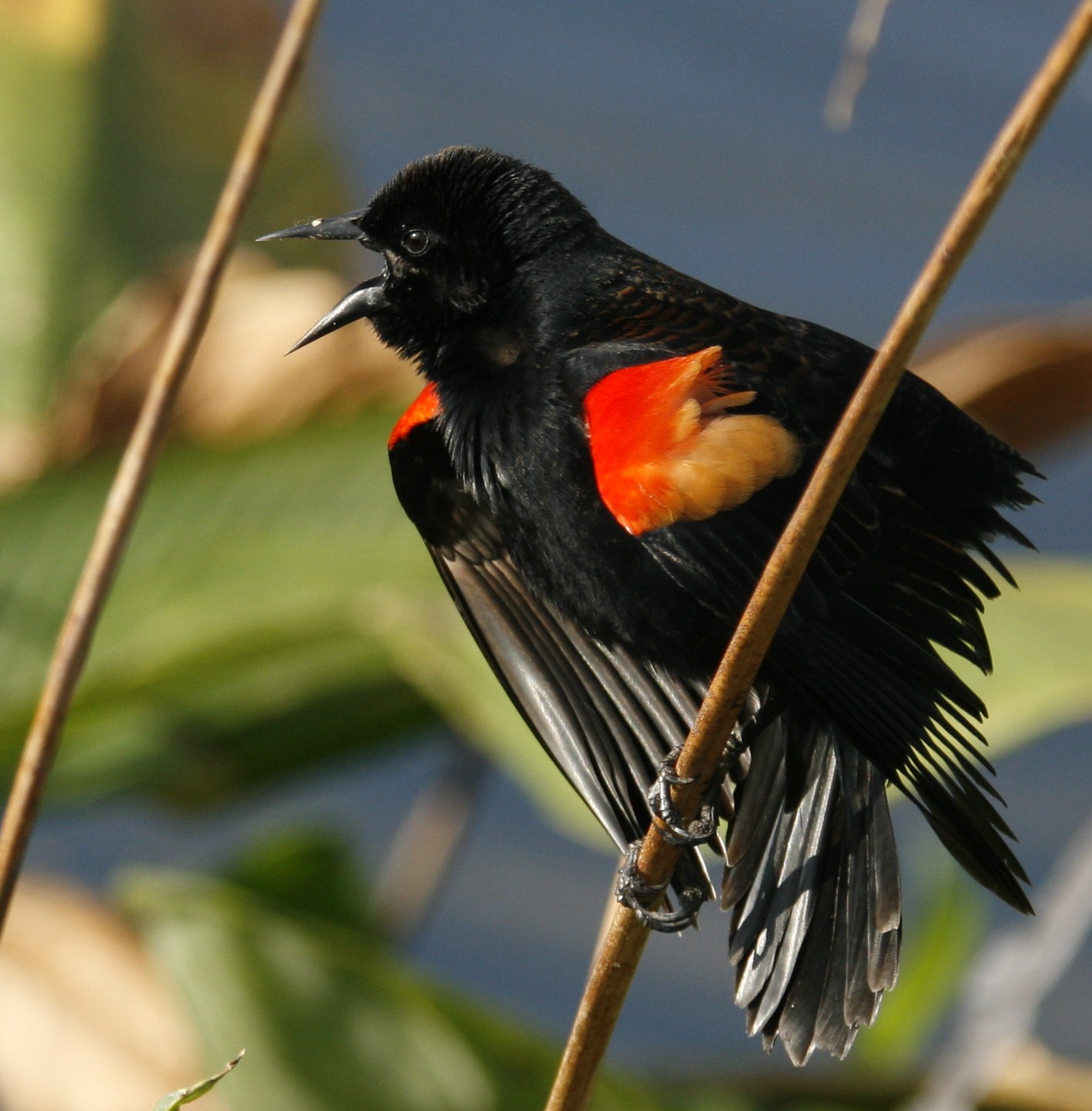 "Avian Improv" presented by Lanny McDowell & David Stanwood