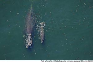 Follow the Journey of the North Atlantic Right Whales: A Presentation with Liz Witham and Ken Wentworth
